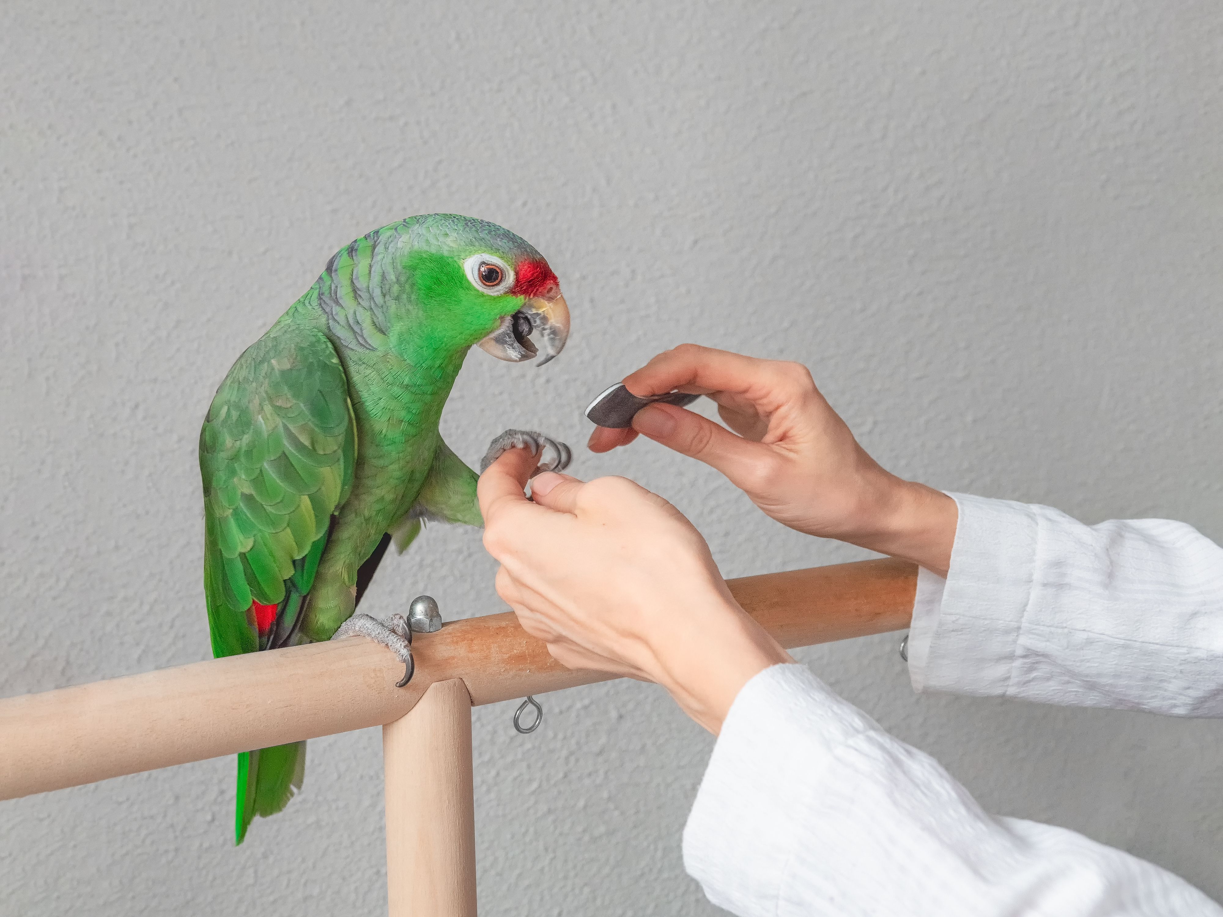Especialista em Aves