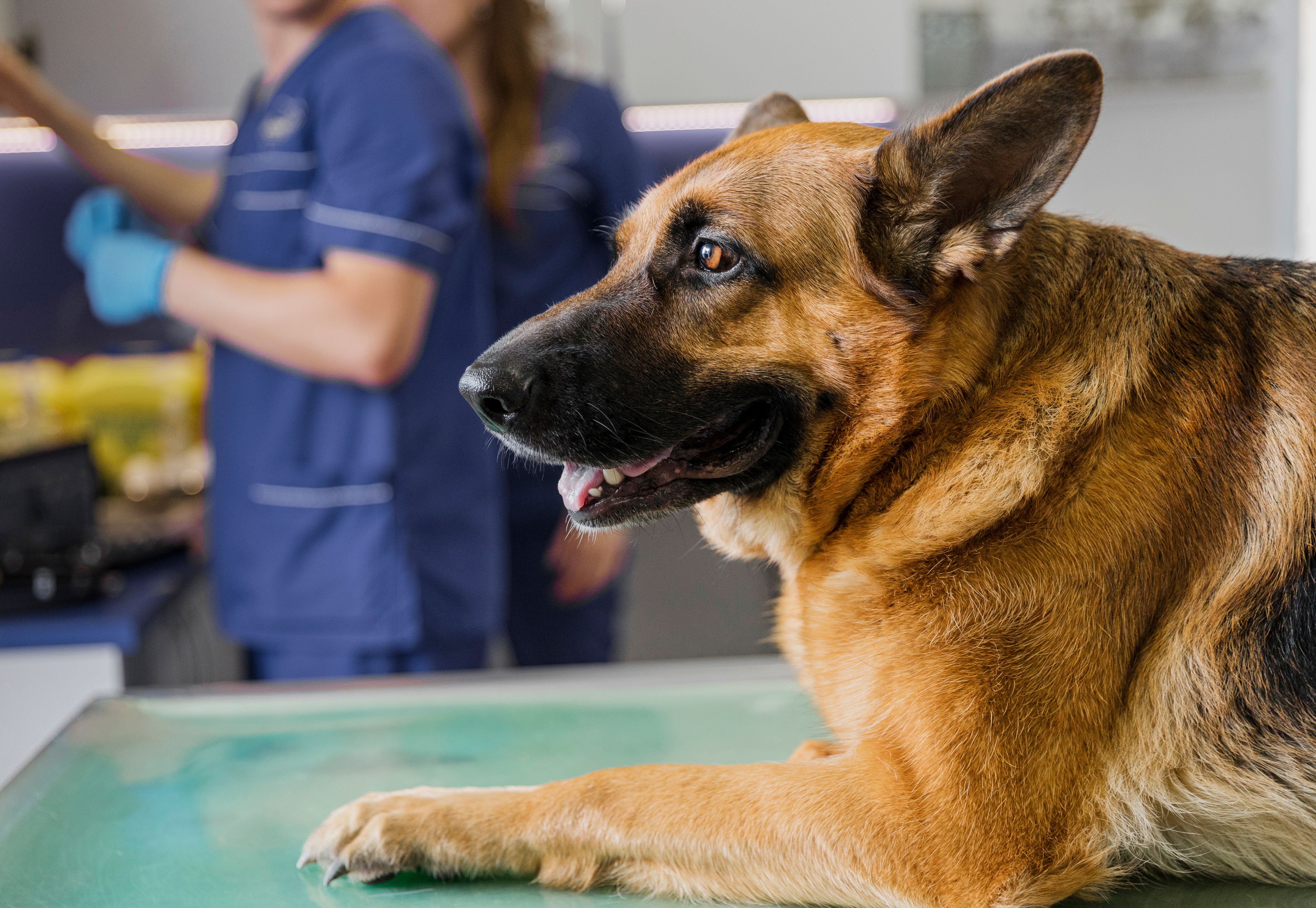 Nefrologia Veterinária