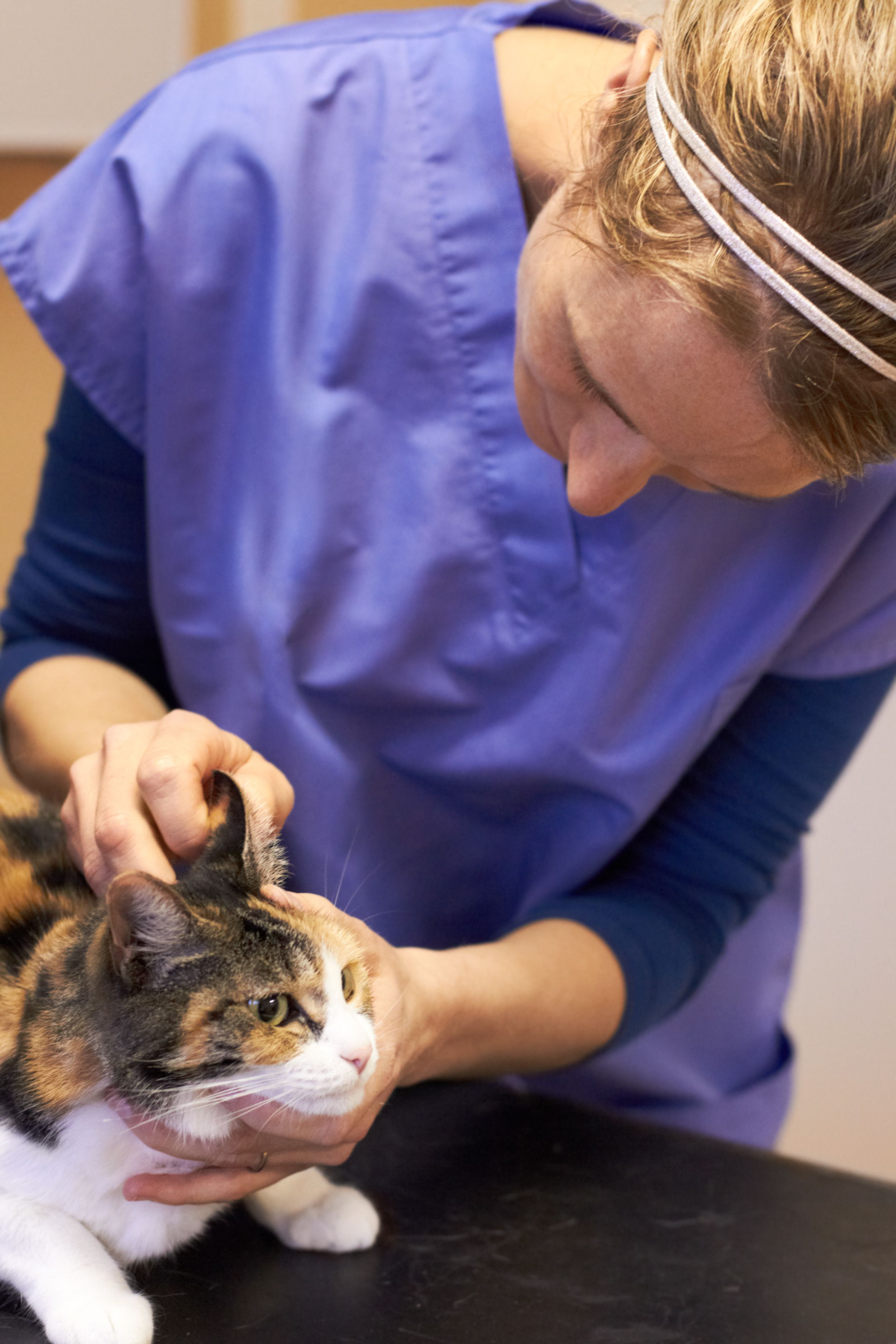 Neurologia Veterinária