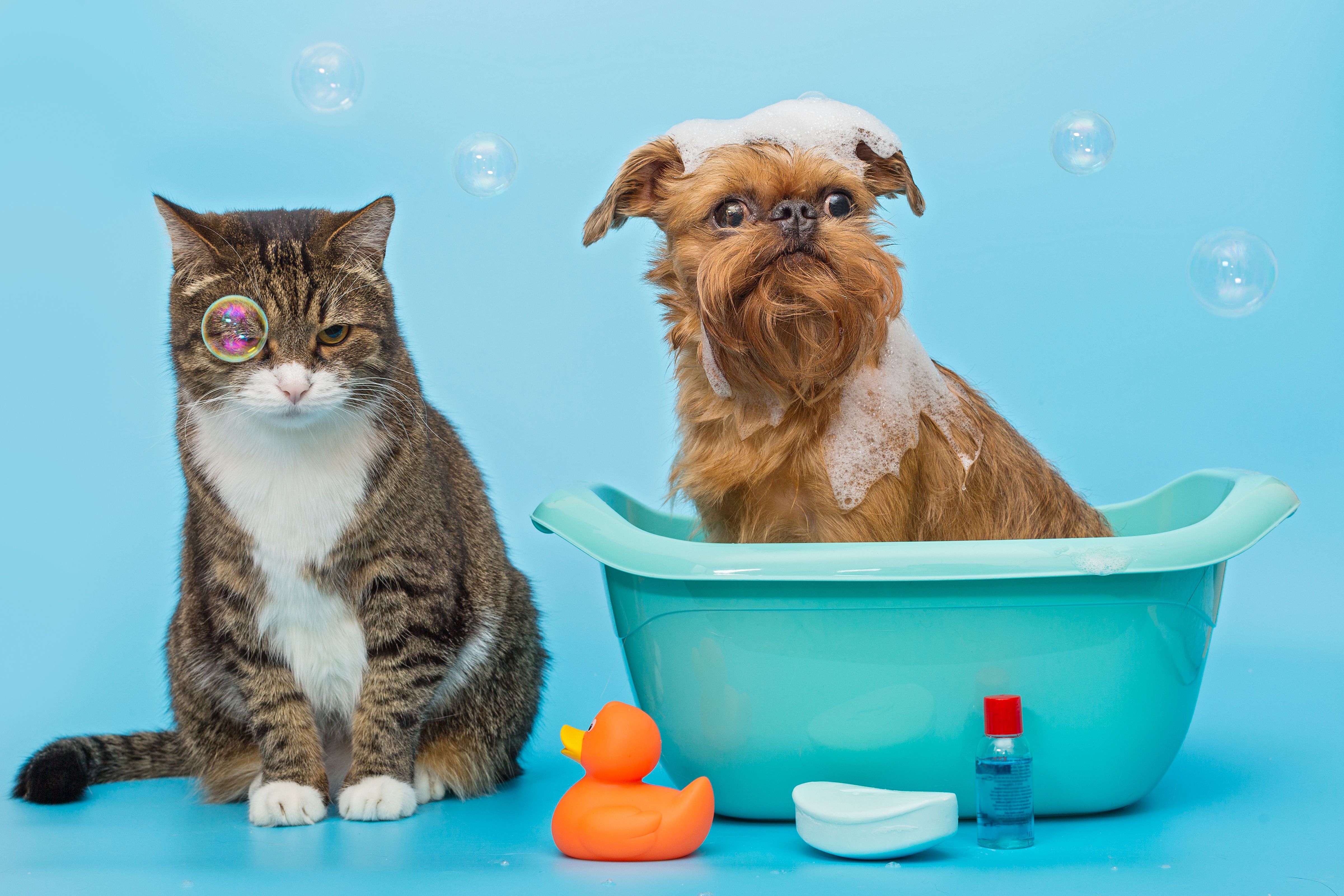 Pet Mania - Americana